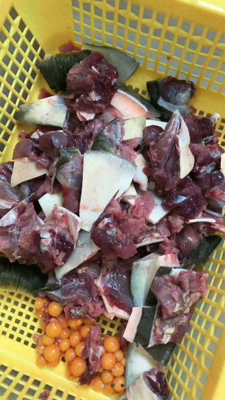  甲鱼
