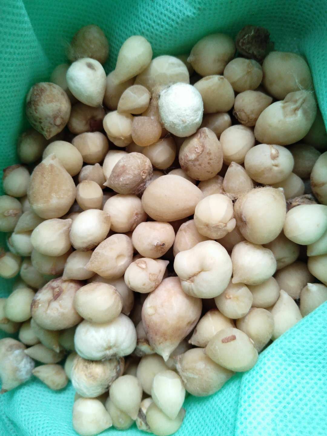 山慈菇  本公司常年购销各种光慈菇，毛慈茹，双芽子，小蒜。
