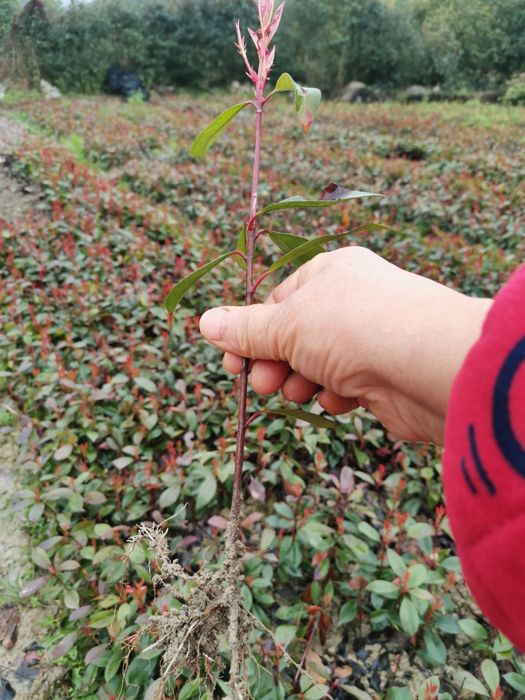 红叶石楠庭院花园阳台行道征地正宗红罗宾园林绿化