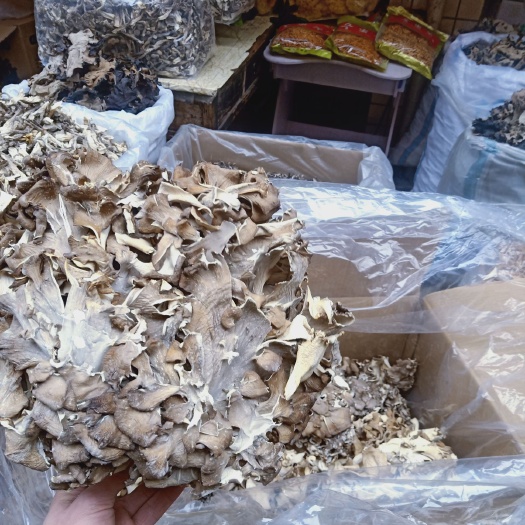 長(zhǎng)沙灰樹花菌種 灰樹花（菊花菌）
