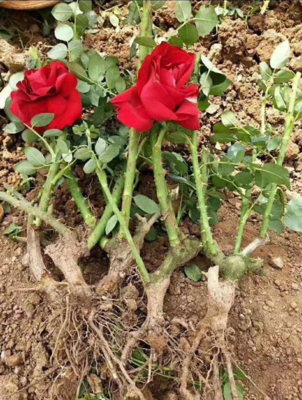 大花月季  月季老桩基地直发