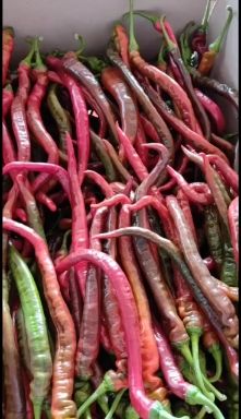 螺丝椒 精品红罗丝椒精品红罗丝椒精品红罗丝椒精品红罗丝椒精品