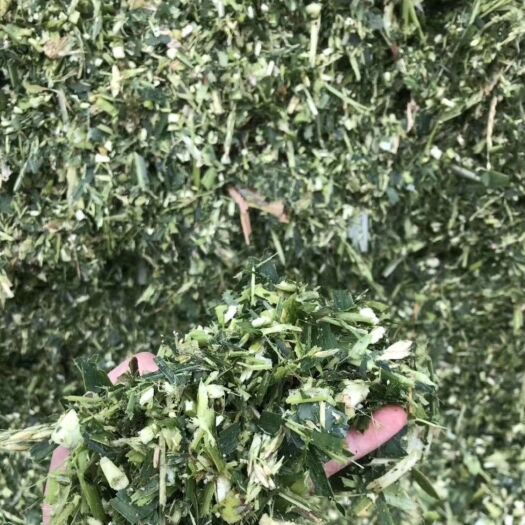 安义县青储草  青储玉米草