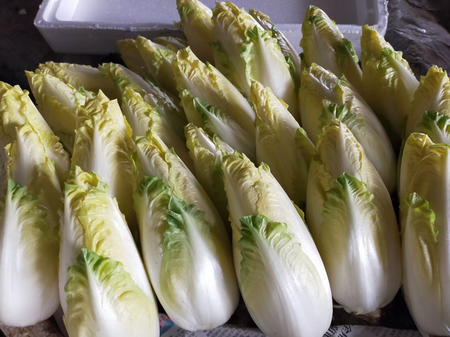 开始供应玉兰菜，芽球菊苣。