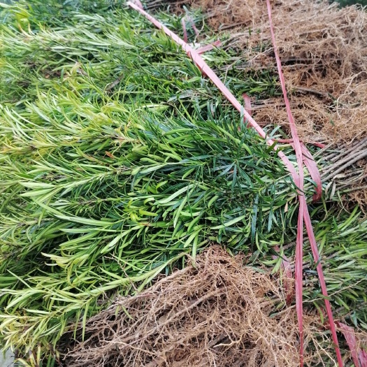 奉新县小叶罗汉松 