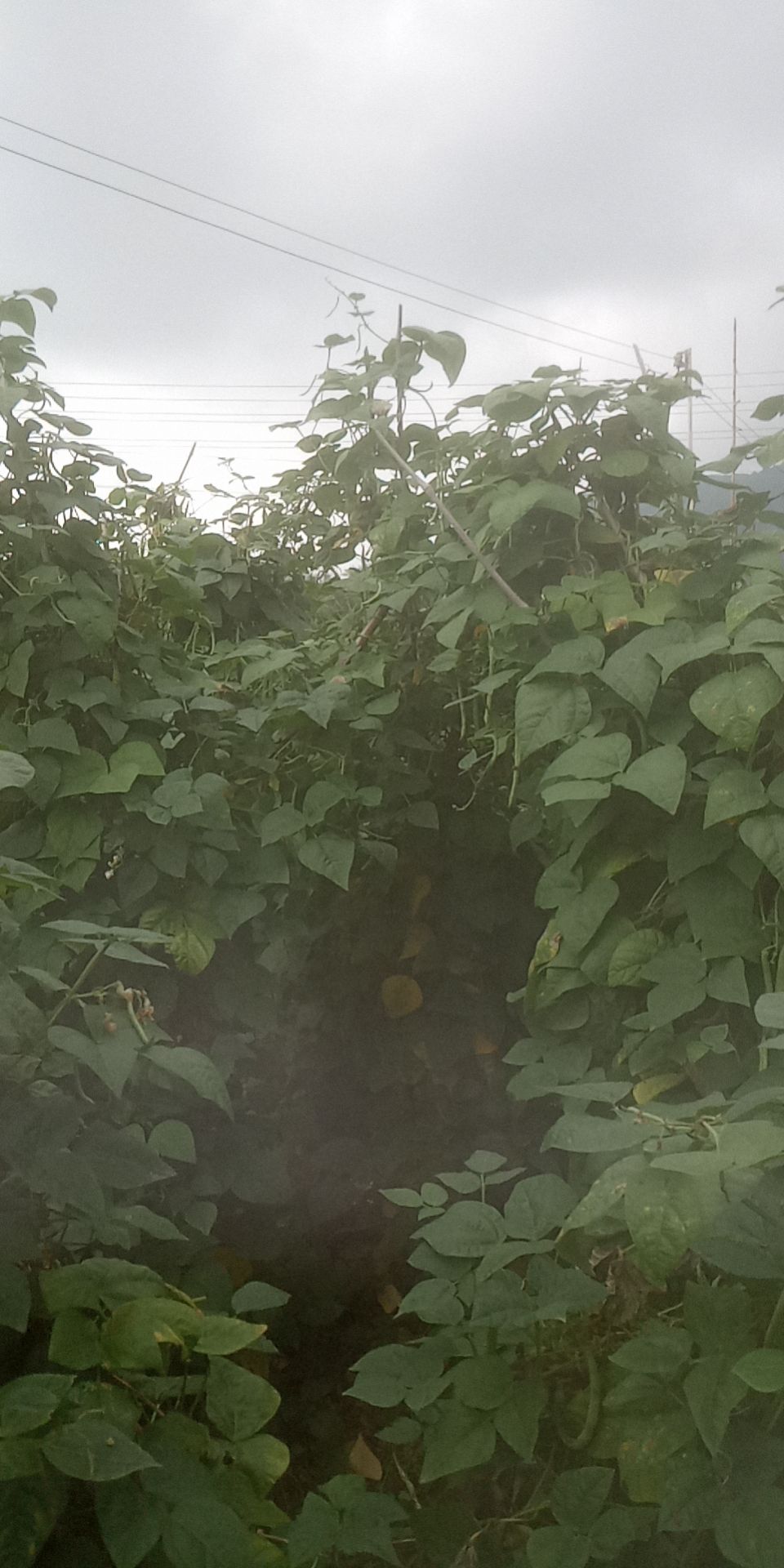 白花四季豆 广东产地直发