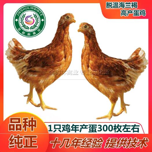南宁脱温海兰褐蛋鸡苗半大青年海兰灰罗曼粉高产多蛋鸡苗，产蛋多