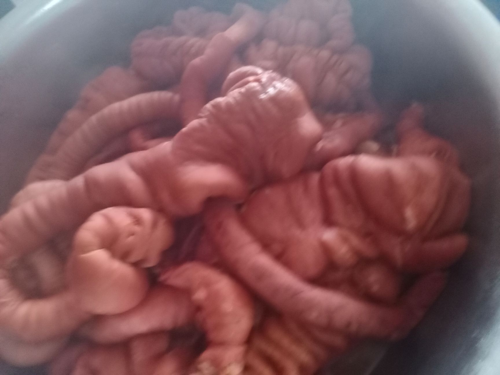 驴板肠  五香熟驴肠，熟马肠，持续大量有货，检疫安全，色香味俱全