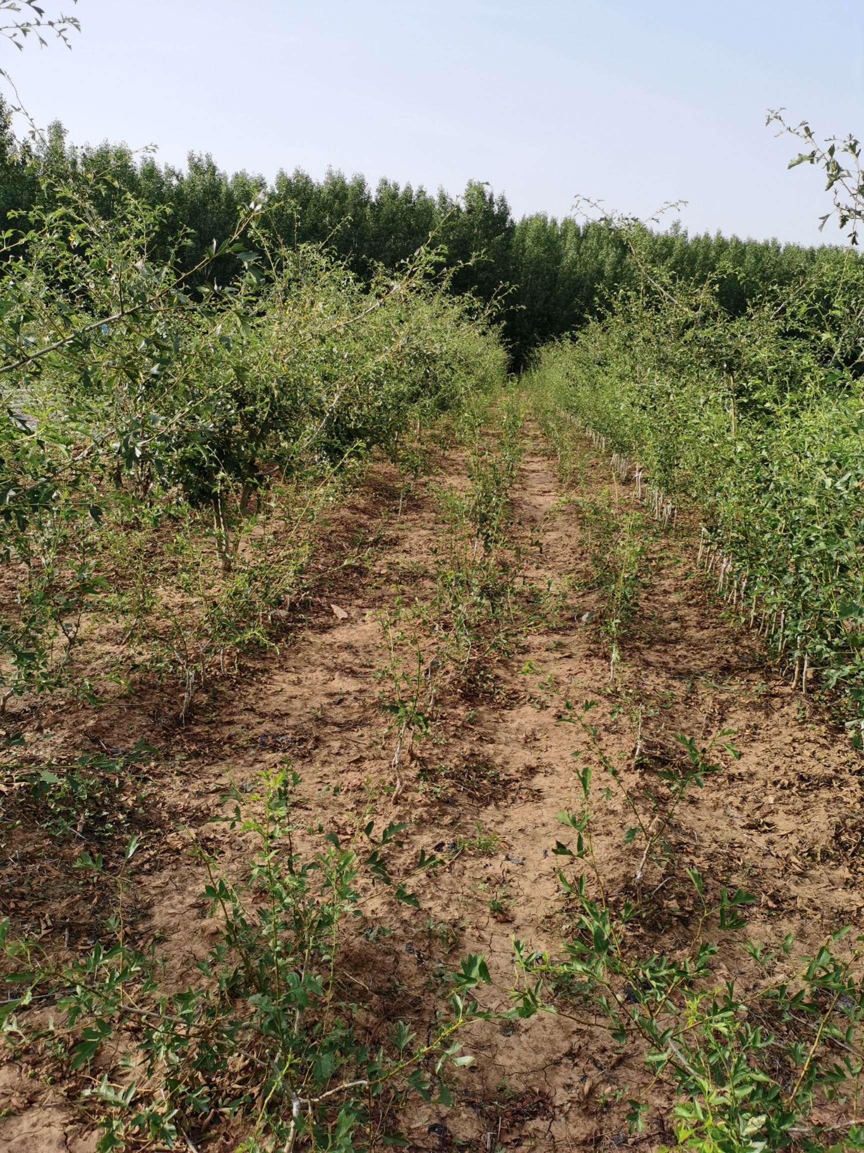  甜红子山楂苗  甜红子山楂原产地
