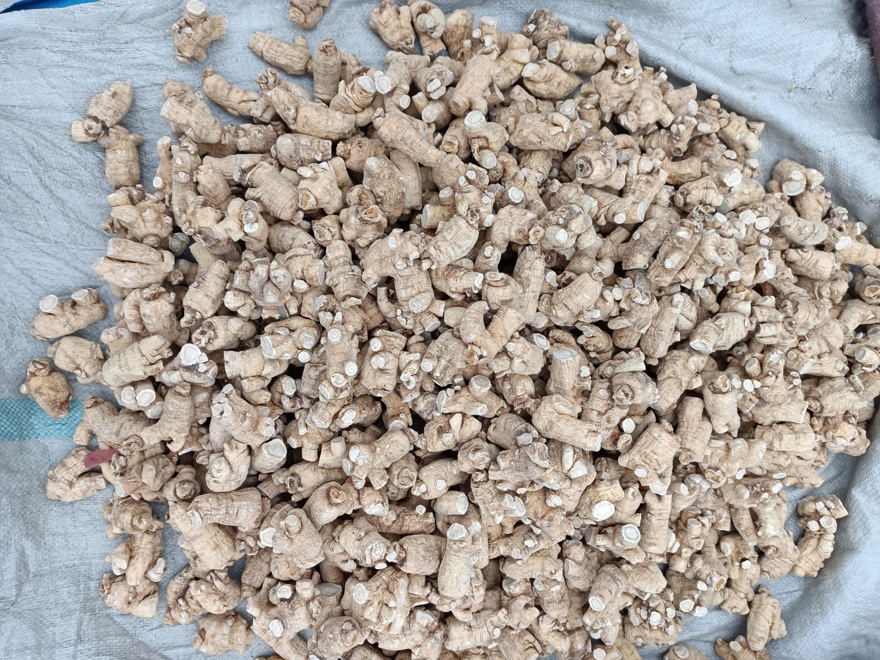 长白山土特产人参西洋参 西洋参片软枝粒头参500克包邮