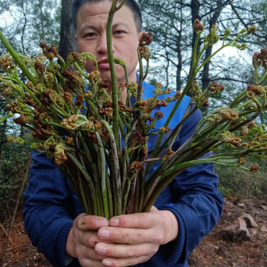 安顺 野生蕨菜！量大从优！抓紧时间，抓住机会！朋友！需要的联系