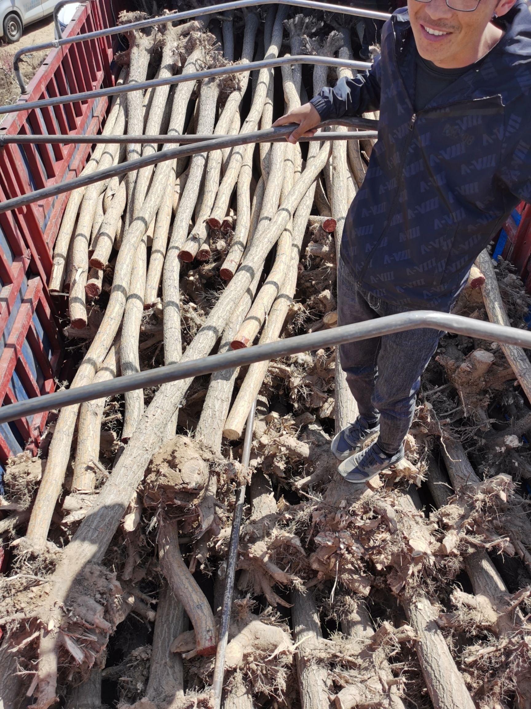  大量供应1-12公分的垂柳