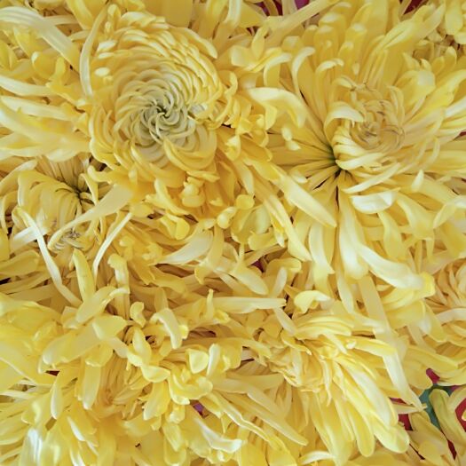 修水县金丝皇菊花  金丝黄菊(烘干)
