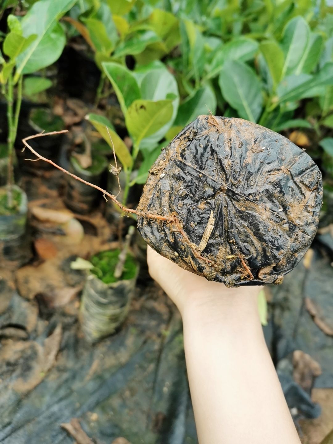 红肉菠萝蜜苗  嫁接苗泰国12号红肉菠萝蜜 干苞木菠萝树苗 南方水果包邮