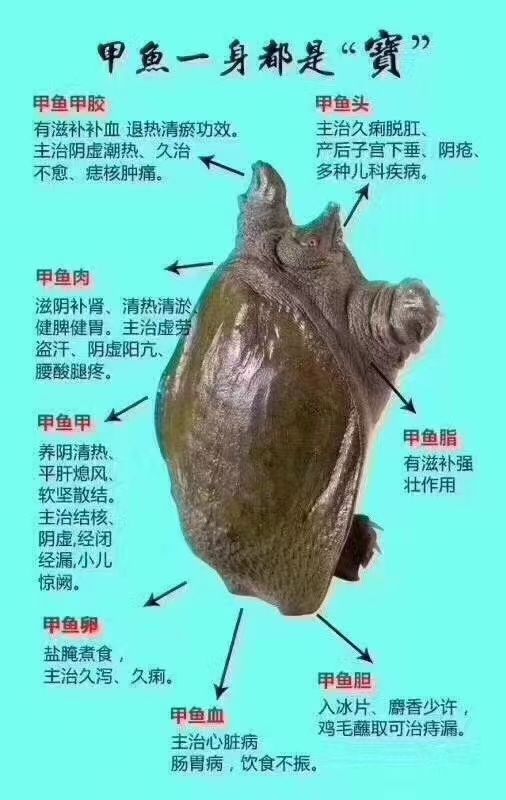  甲鱼