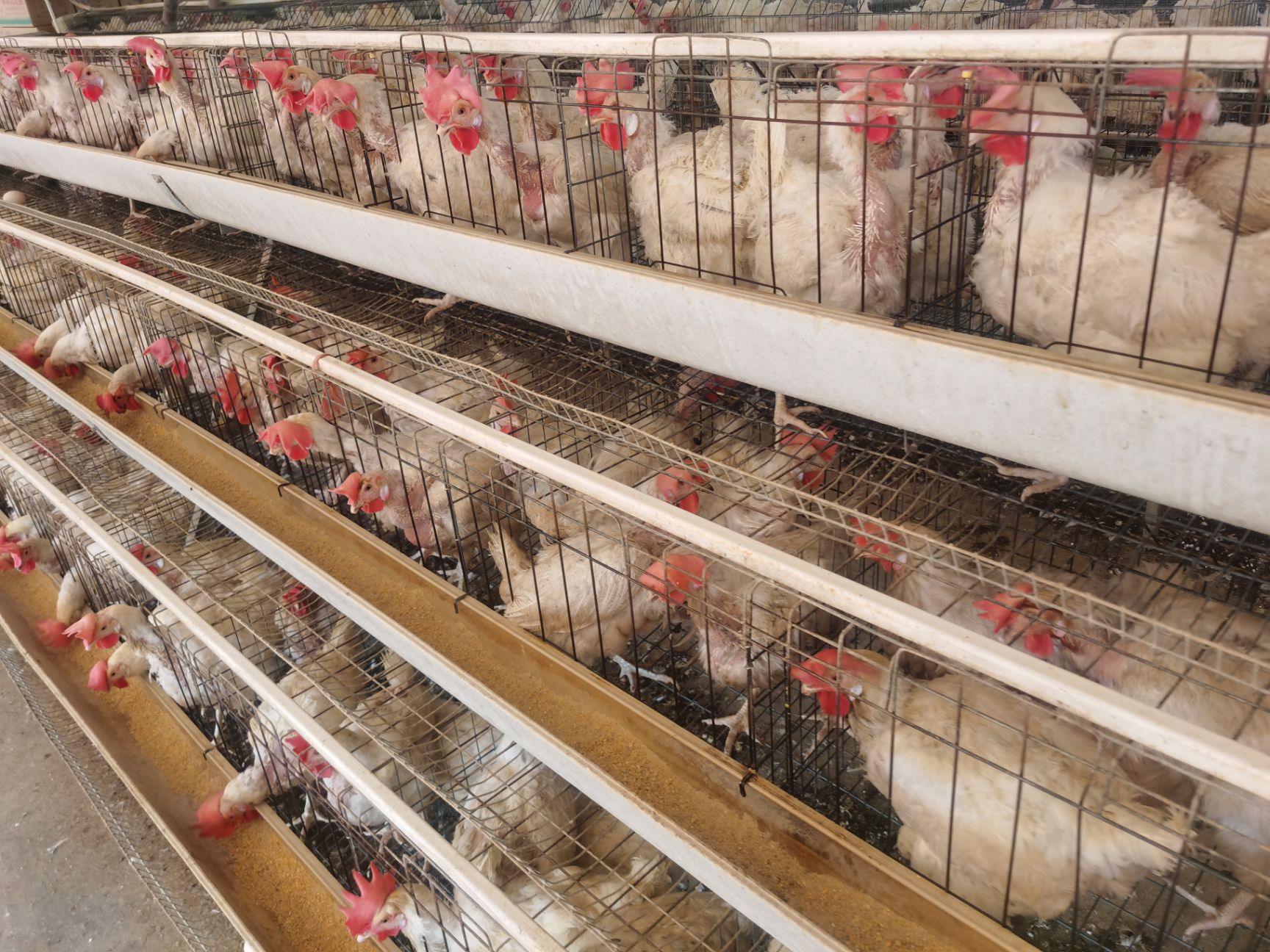 淘汰蛋鸡，老母鸡