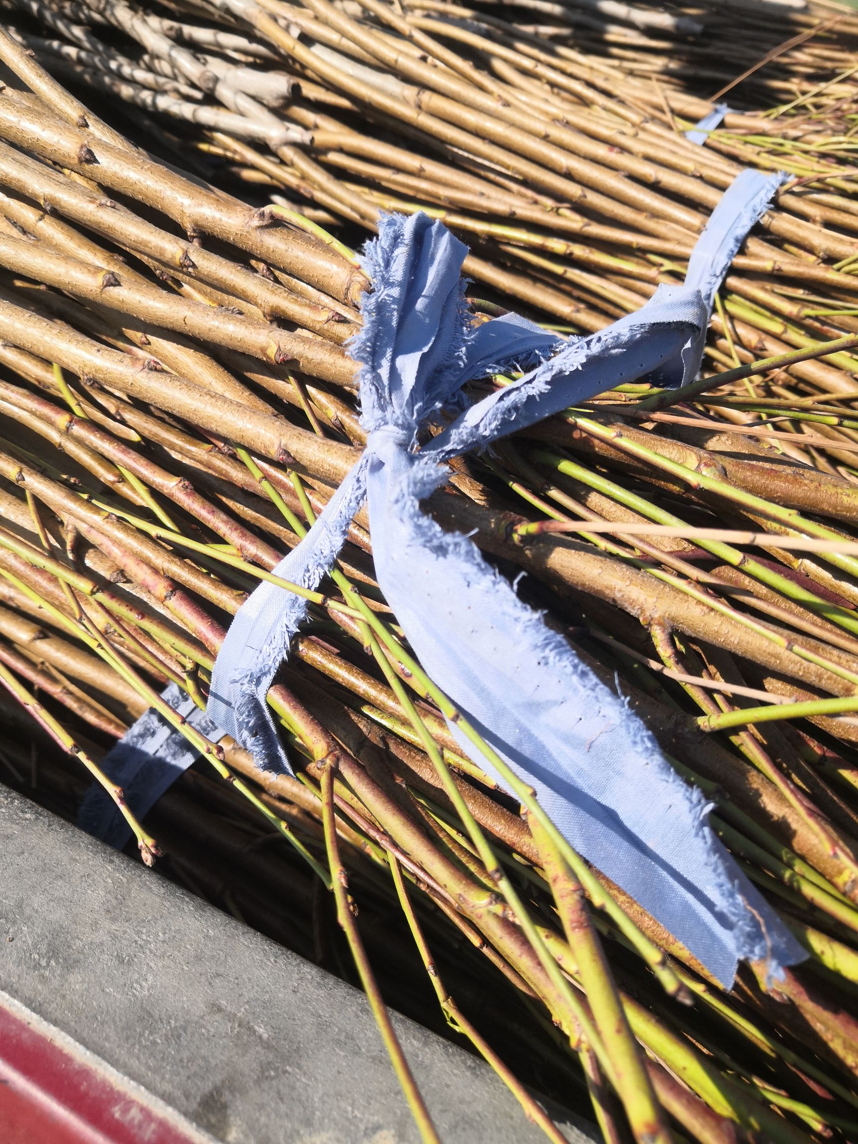 丰黄桃苗 占地桃苗，价格优惠