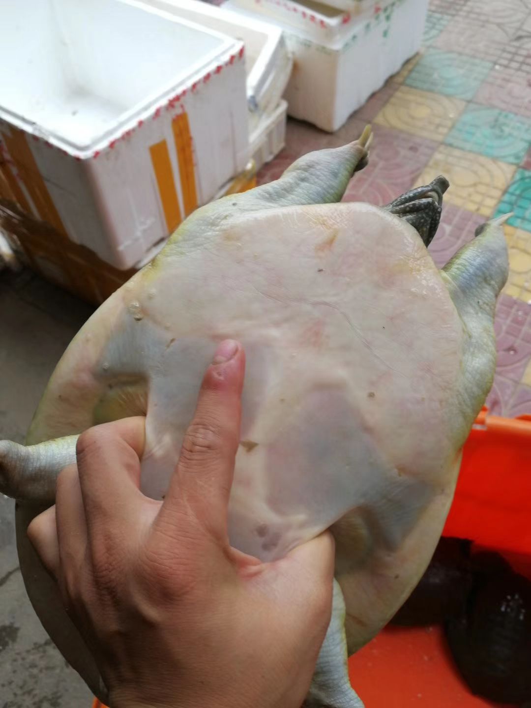  甲鱼