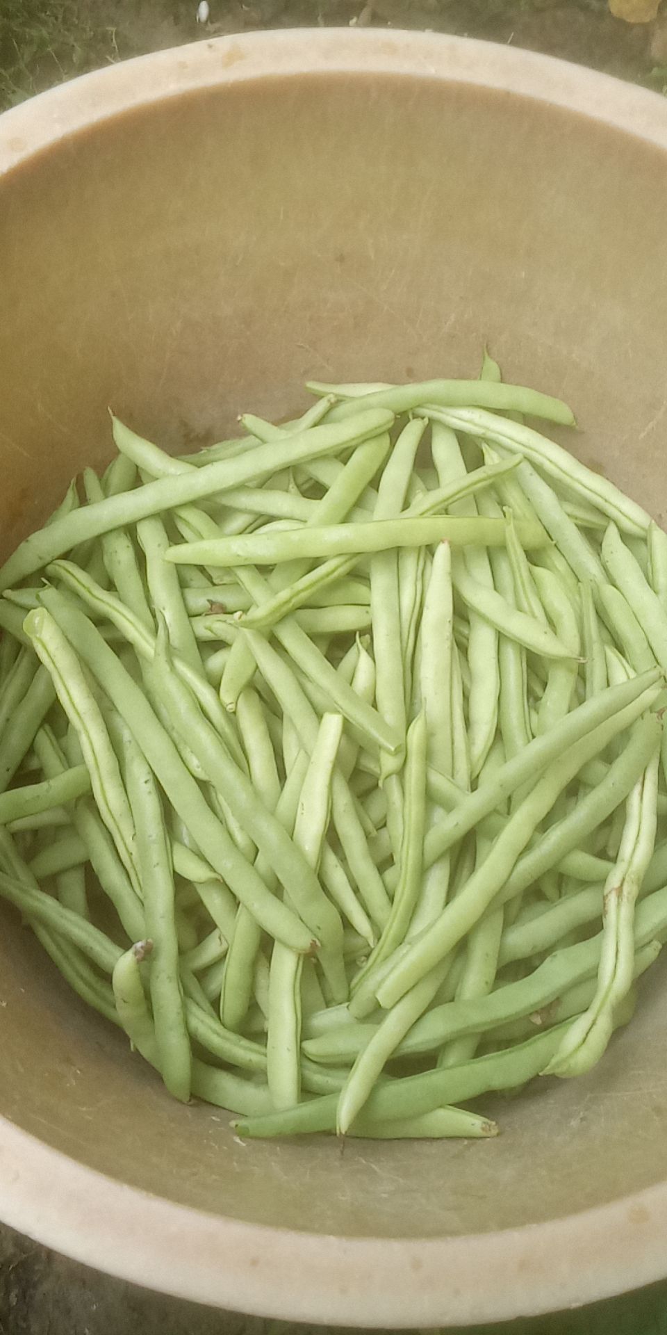 白花四季豆 广东产地直发