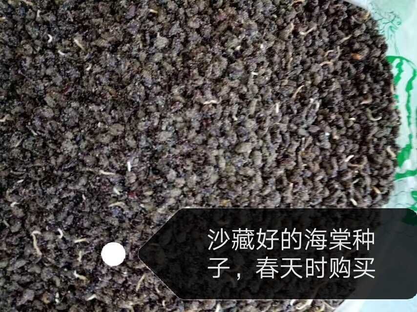 海棠种子，冷冻沙藏 八棱海棠籽，直接能播种，优于苹果种子