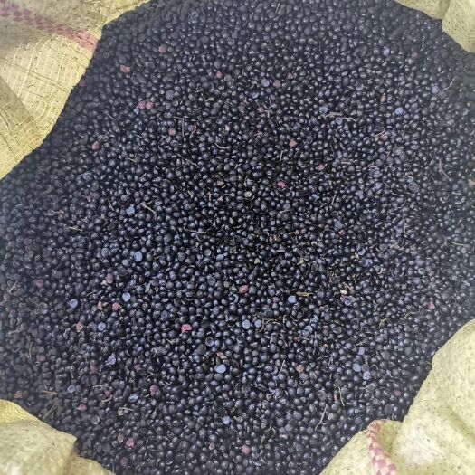 陇南花椒种子  陇南伏椒大红袍种子育苗专用