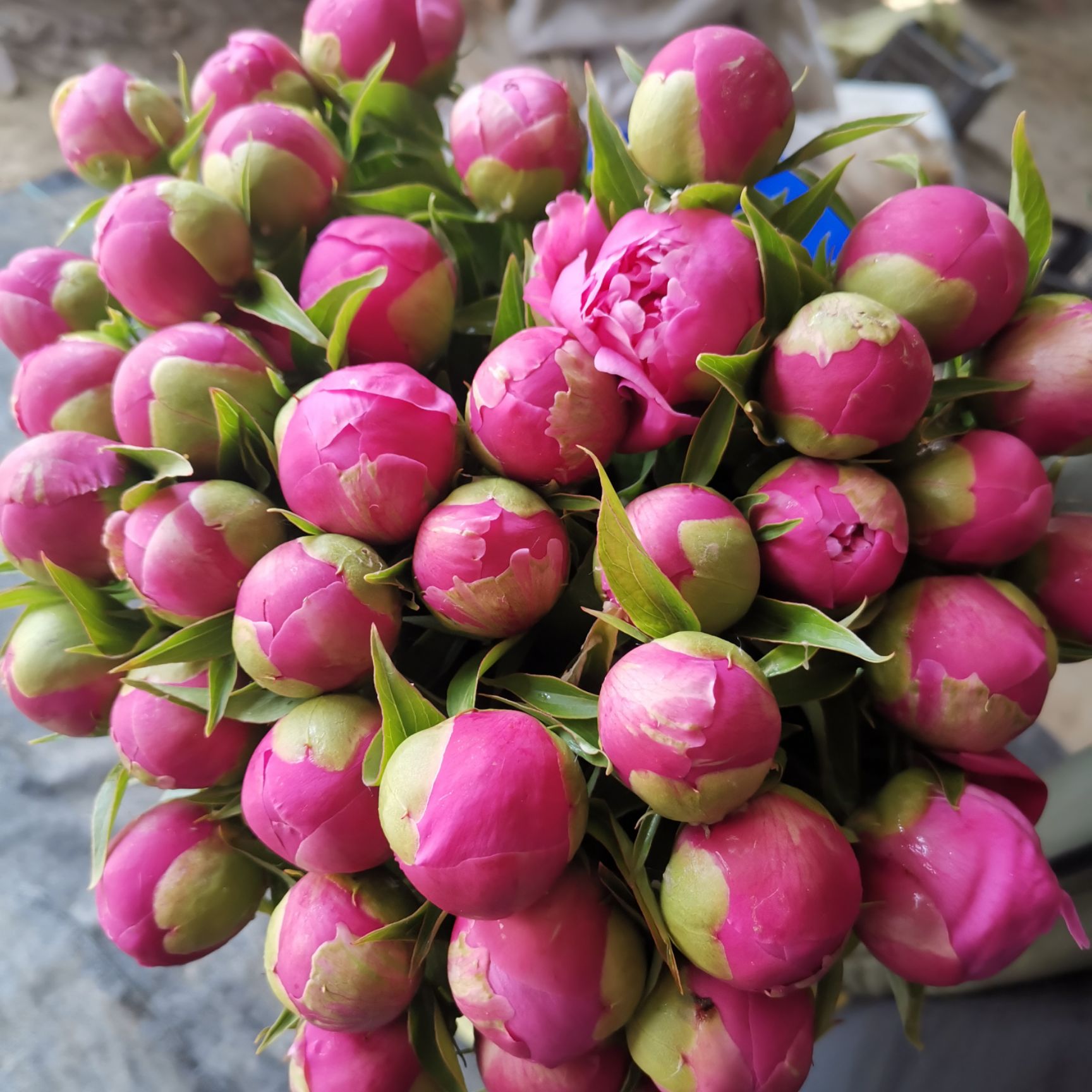 多花芍药 山东大花芍药鲜切花 芍药鲜花