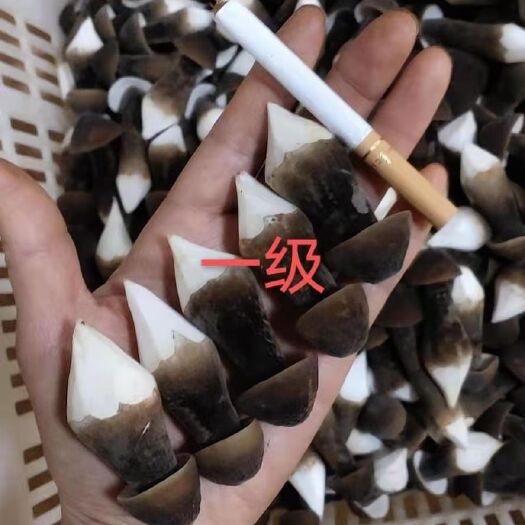 威海鸡枞菌，现采现发一件起批
