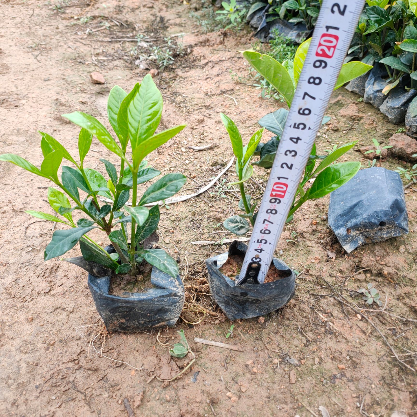 大叶栀子花小杯苗高20-30公分