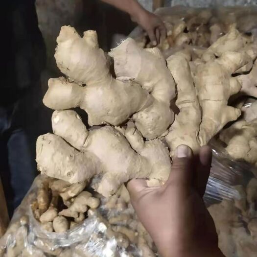 安丘市山东优质生姜！老姜！！！保证质量，价格合理，货源充足