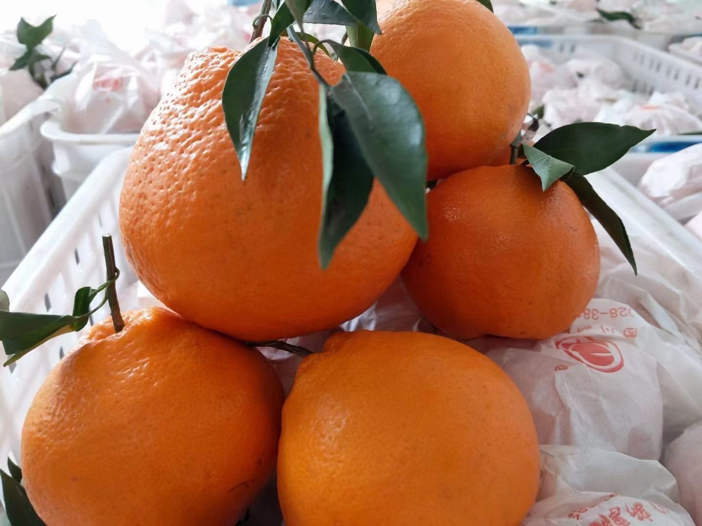 耙耙柑  自己家里的果园