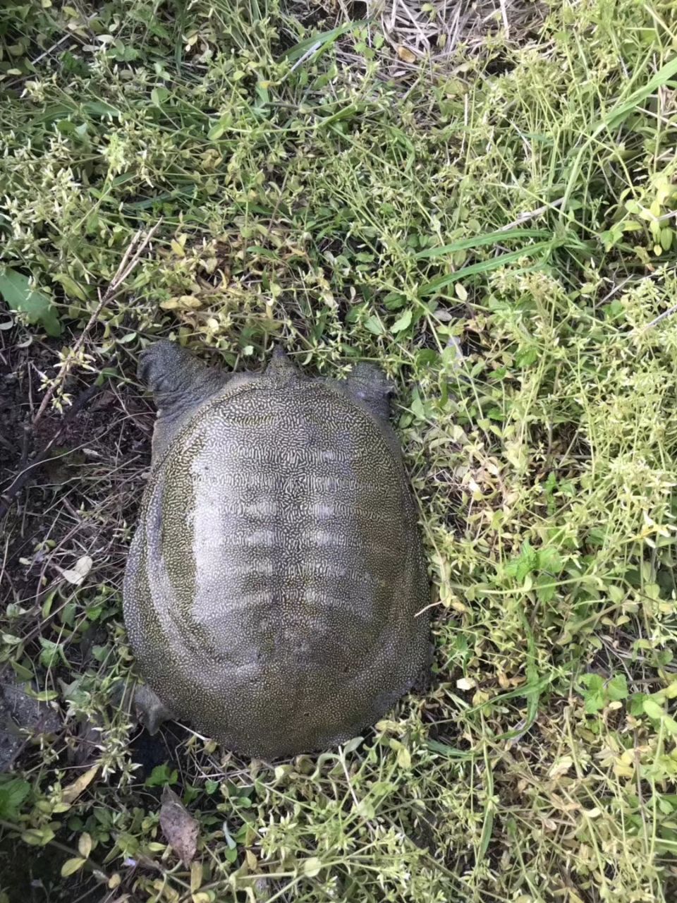 甲鱼