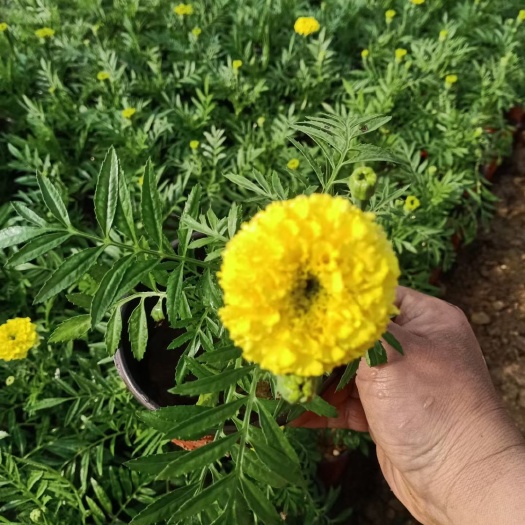 青州市万寿菊苗  万寿菊 死苗补发 量大可优惠