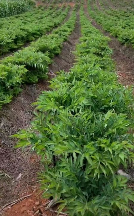 魔芋种子  贵州毕节七星关区花魔芋