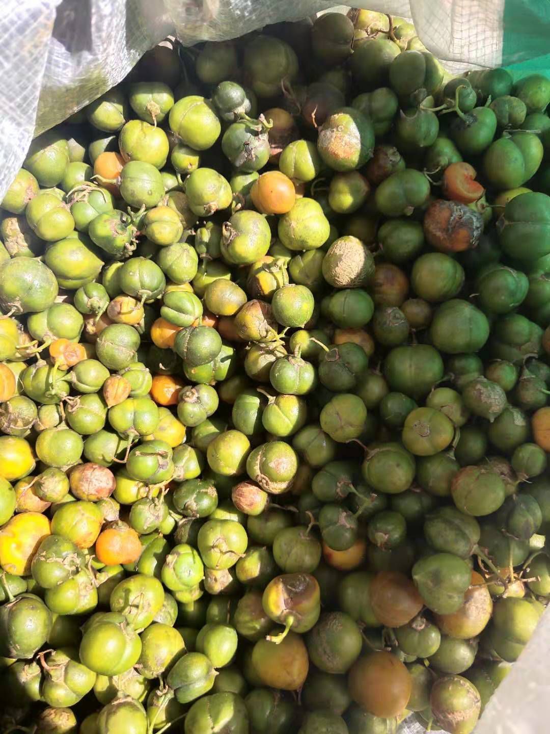 黄精种子  黄精种苗 正宗云南红花滇黄精净籽出芽率98%