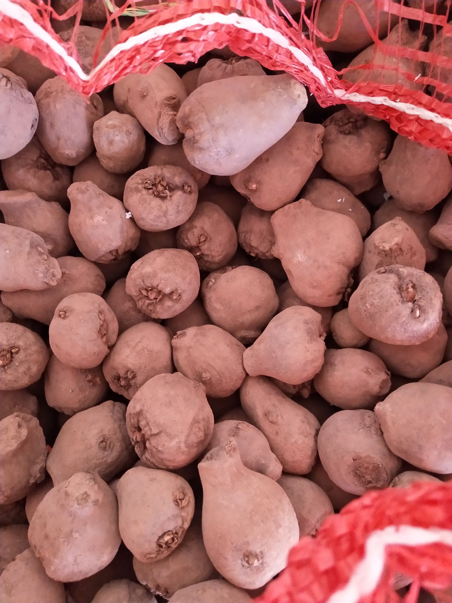 花魔芋 云南省楚雄彝族自治州楚雄市