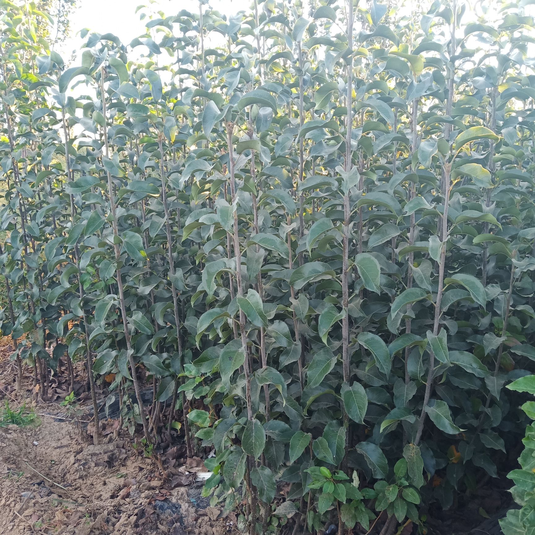  梨苗，梨树，秋月梨苗，新梨七号，皇冠梨苗，晚秋黄梨