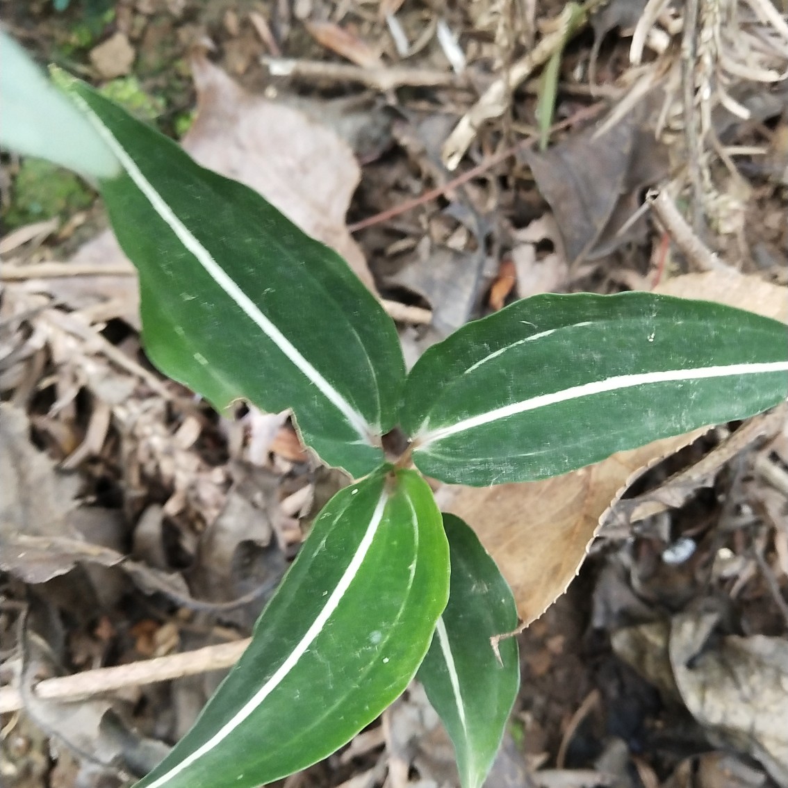 [金线莲批发]金线莲 银线莲价格6元/根 - 惠农网