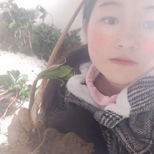 峨边县诚信做人，良心做事，需要重楼苗的联系我量多从优