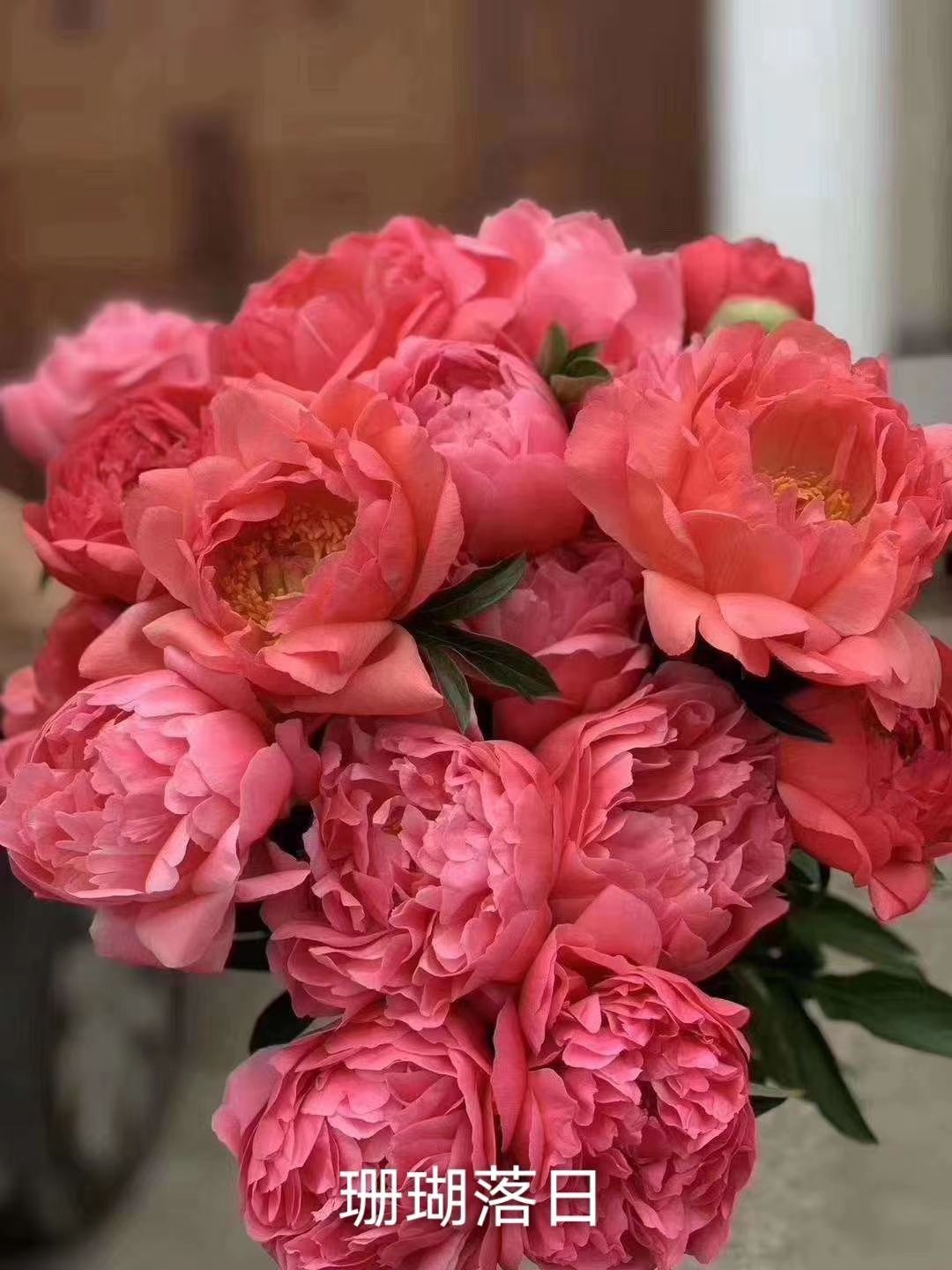 多花芍药 山东大花芍药鲜切花 芍药鲜花