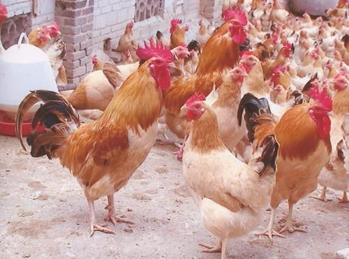 三黄鸡苗  三黄鸡，正品三黄鸡，优良品种，包疫苗，包路损