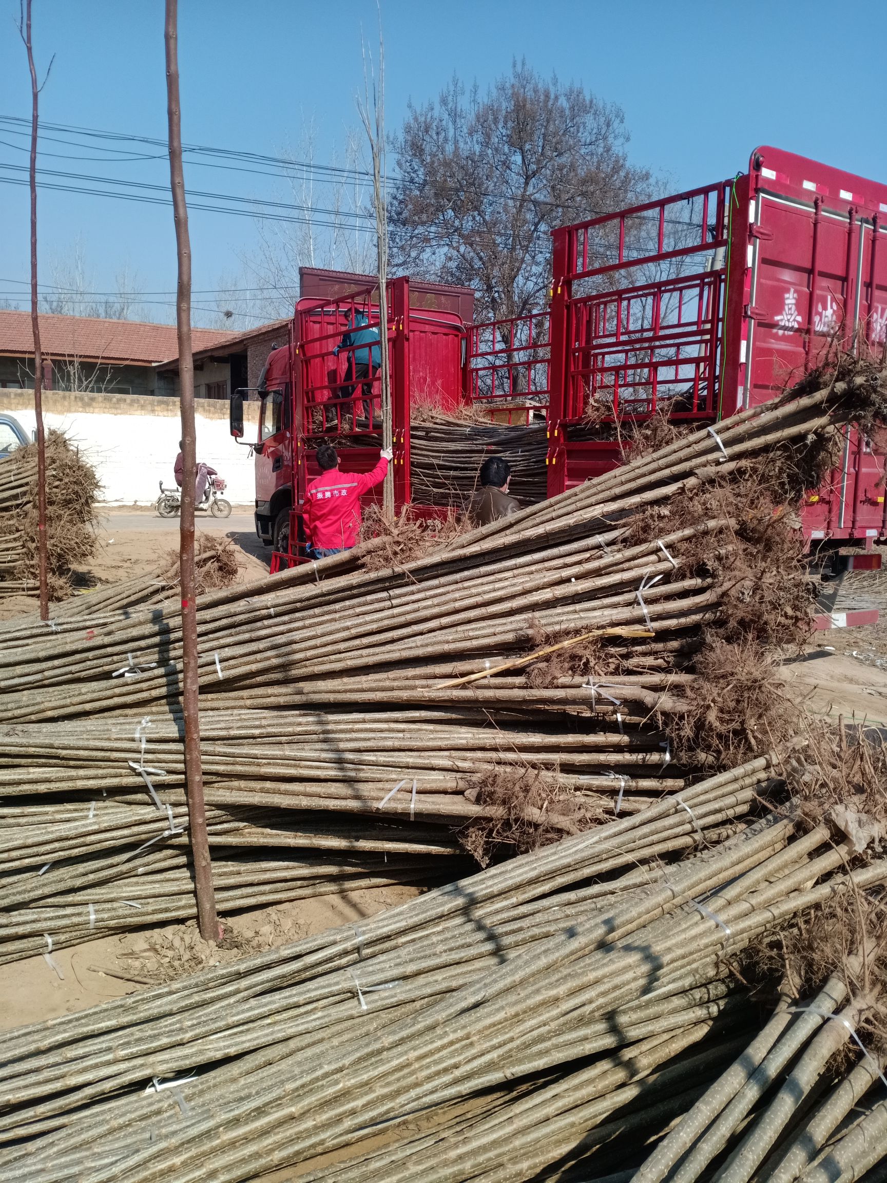  107速生杨，耐碱，耐旱，成活率高，无病虫害