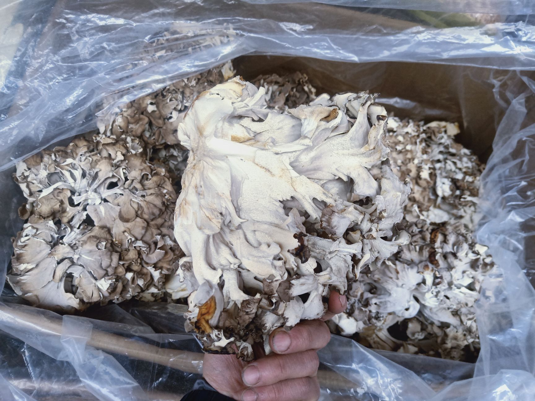 灰树花菌种 灰树花（菊花菌）