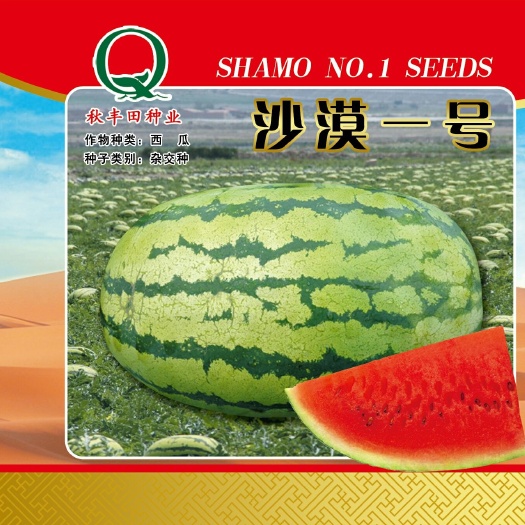 固阳县沙漠一号  西瓜种子