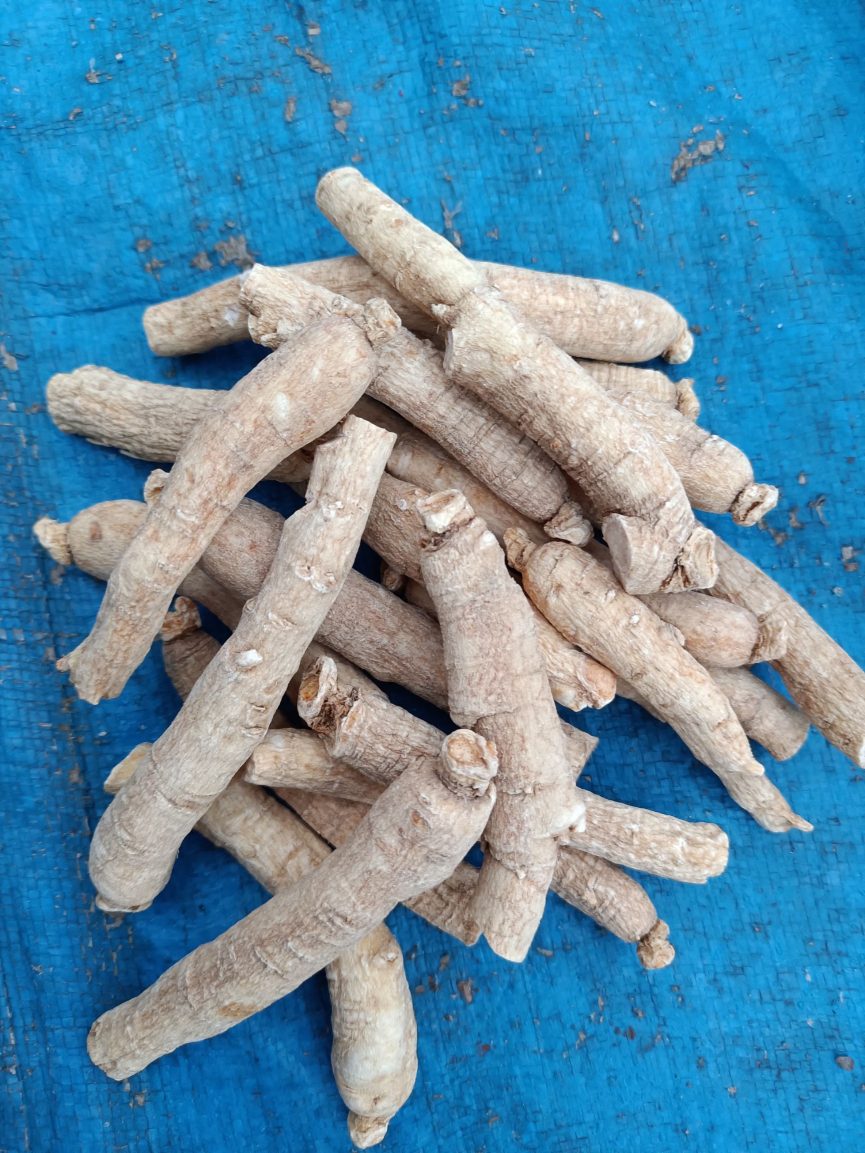 长白山土特产人参西洋参 西洋参片软枝粒头参500克包邮