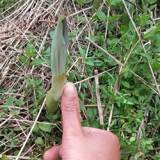 隆回县黄精种苗  多花姜型【顺丰包邮】