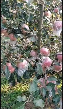 口感脆甜，红富士苹果，冷库苹果降价出售