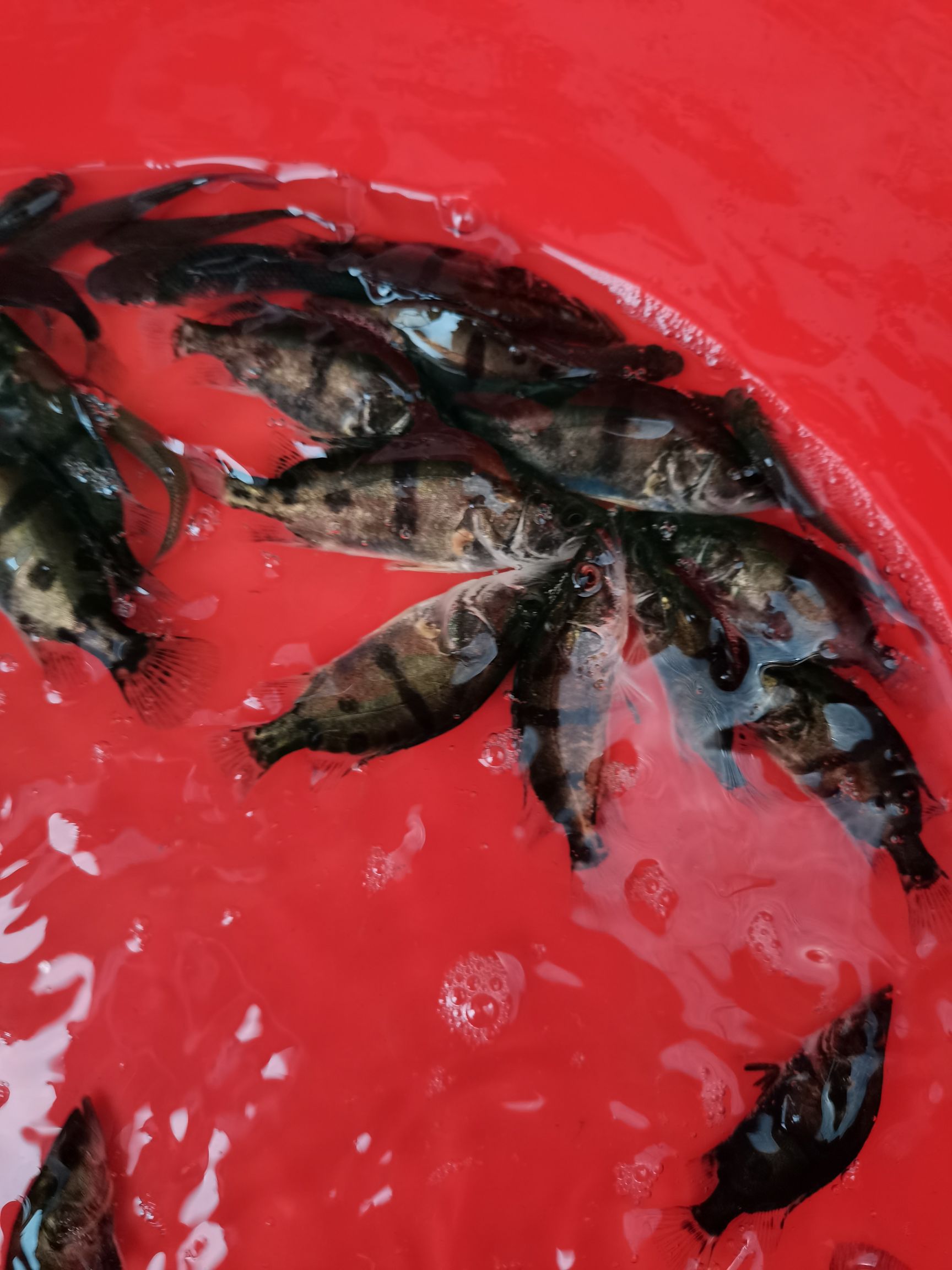 〈鱼苗〉鳜鱼苗，生长速度快，一般养4至5个月可上市。
