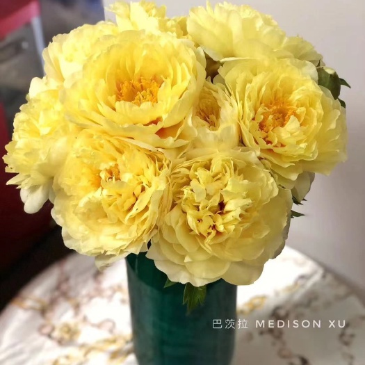 菏泽多花芍药 山东大花芍药鲜切花 芍药鲜花