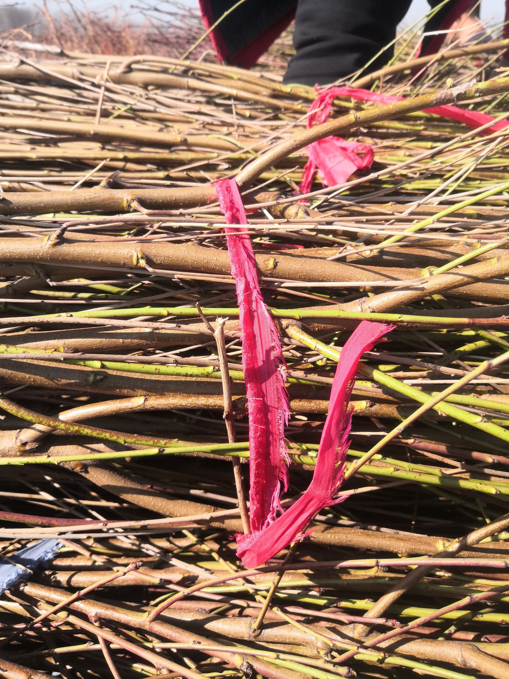 丰黄桃苗 占地桃苗，价格优惠