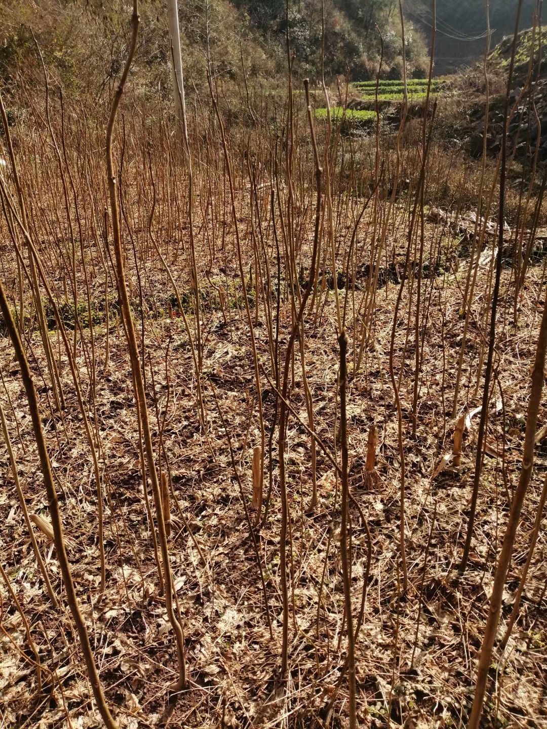 川柏树苗  川黄柏树苗  正宗产地川黄柏树厚皮品种，一年两年